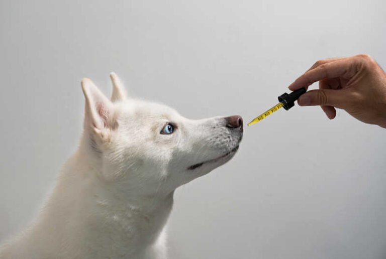 CBD helps in controlling Diabetes