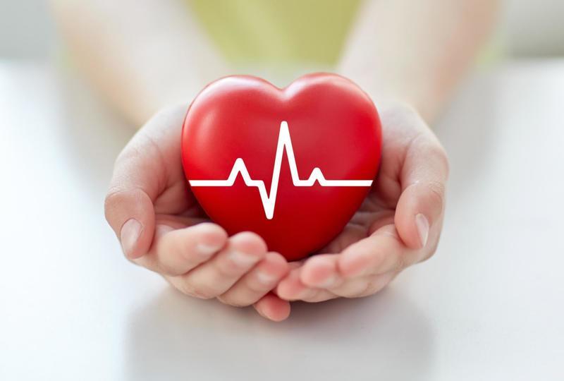 CBD Supports Heart Health