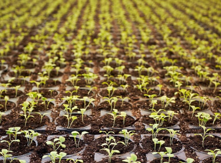 Cannabis Seed Germination Essential Technique and Tips