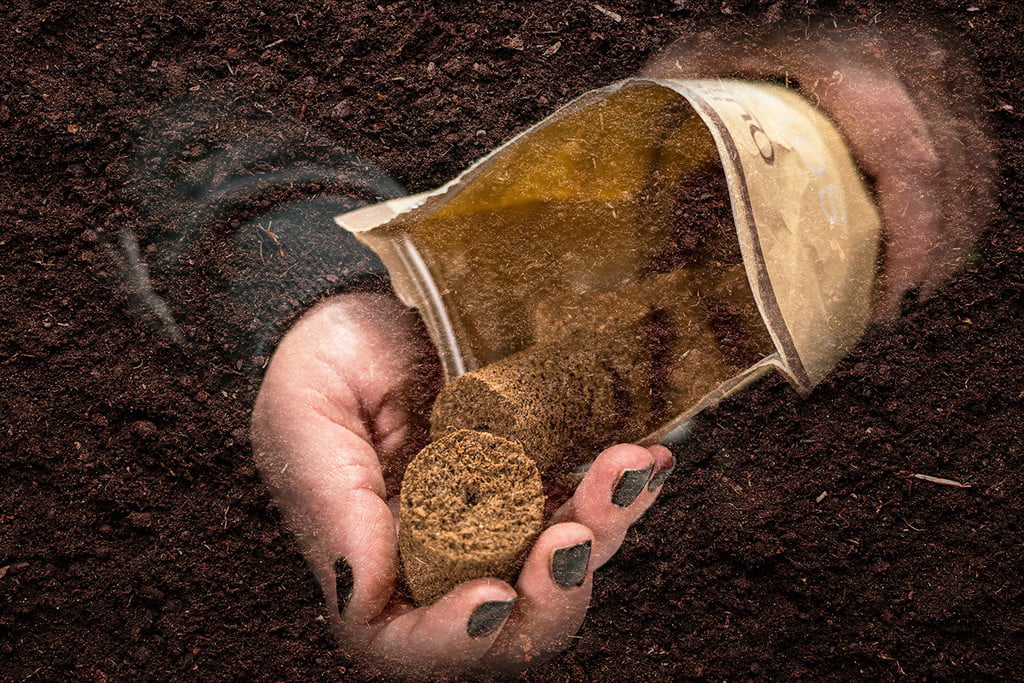 Mastering Cannabis Seed Germination: Essential Techniques and Tips