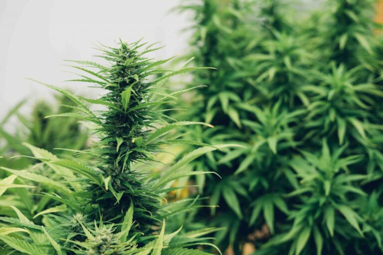 Cannabis and Meditation A Guide to Mindful Consumption