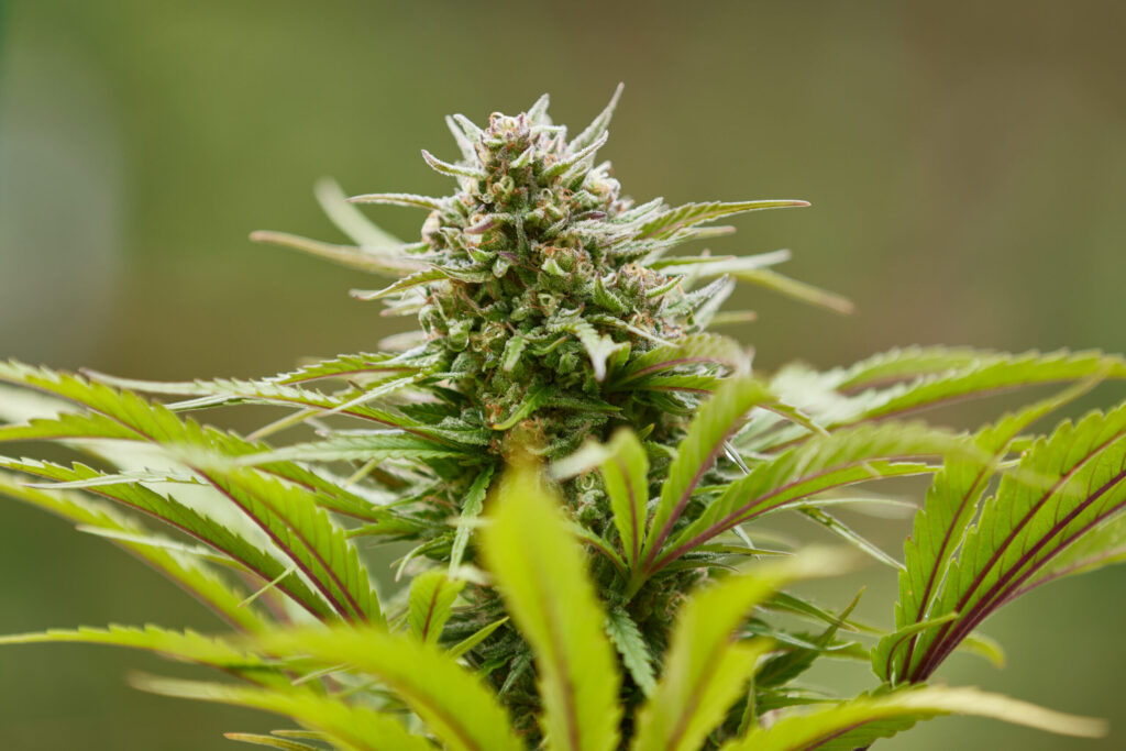 Why Combine Cannabis and Meditation