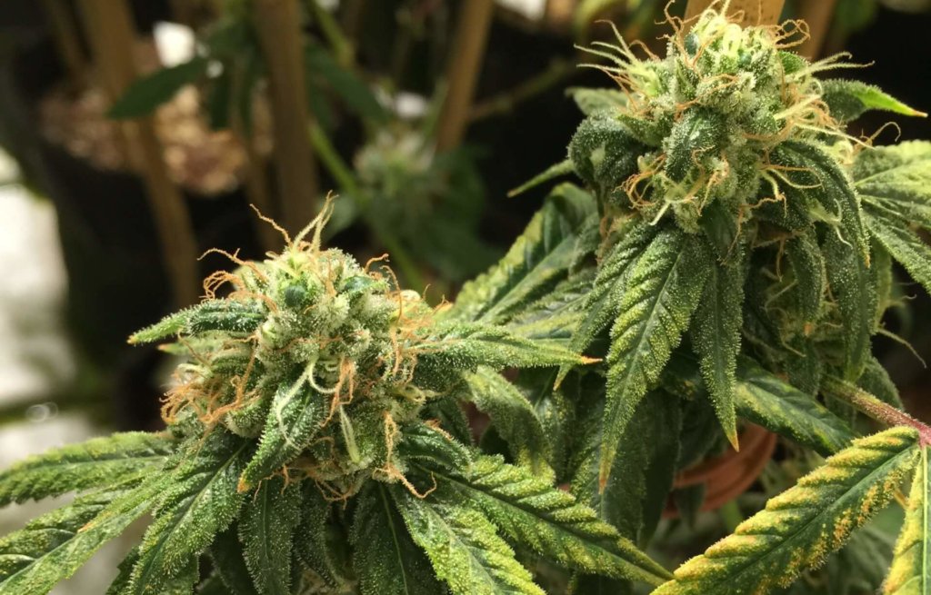 Eco-Friendly Hemp Cultivation Practices