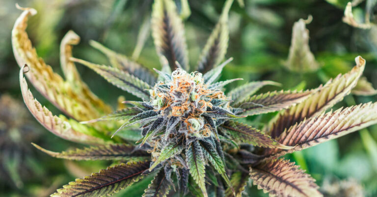 Sustainable CBD Production Canada’s Eco-Friendly Approach