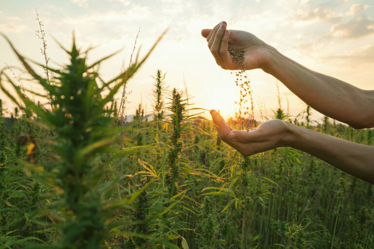 Cheap vs Premium CBD in Canada What’s the Difference
