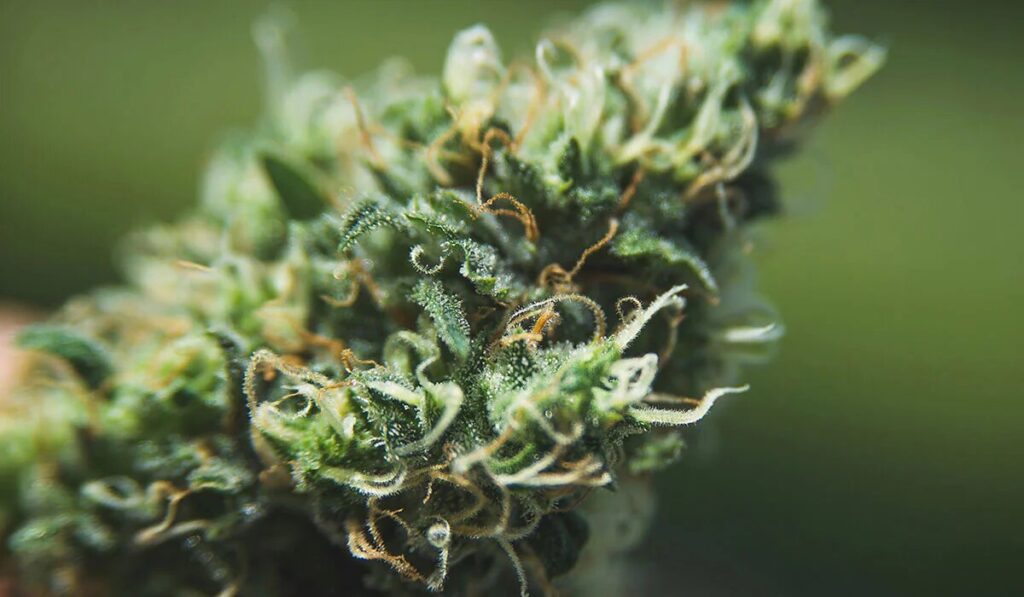 What Defines Cheap CBD in Canada