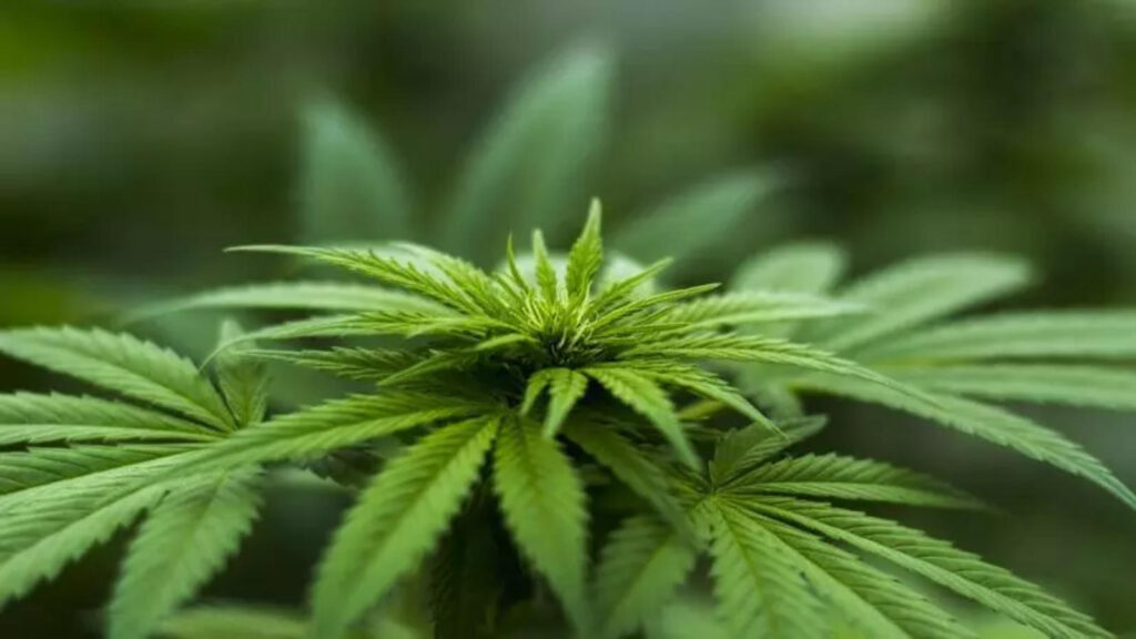 Why More People Are Turning to CBD for Everyday Balance